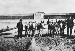 Donkey-rides on Herd Sands 1897